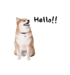 shibainu garlic（個別スタンプ：24）