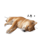 shibainu garlic（個別スタンプ：27）