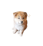 shibainu garlic（個別スタンプ：28）