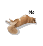 shibainu garlic（個別スタンプ：29）