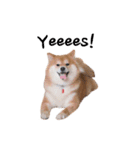 shibainu garlic（個別スタンプ：30）