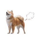 shibainu garlic（個別スタンプ：32）