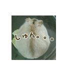 ハムスター MY LOVE（個別スタンプ：5）