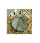 ハムスター MY LOVE（個別スタンプ：16）