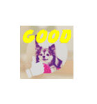 Wanko stamp（個別スタンプ：4）
