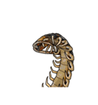 Sleepy Centipede (J)（個別スタンプ：4）