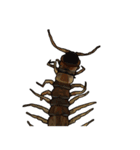 Sleepy Centipede (J)（個別スタンプ：5）