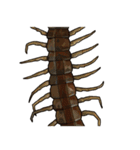 Sleepy Centipede (J)（個別スタンプ：6）