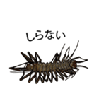 Sleepy Centipede (J)（個別スタンプ：19）