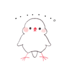 白文鳥ぴのといっしょ2（個別スタンプ：21）