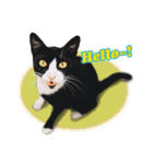 台湾ねこ 二ーハオ！（個別スタンプ：2）