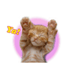 台湾ねこ 二ーハオ！（個別スタンプ：3）