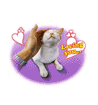 台湾ねこ 二ーハオ！（個別スタンプ：5）