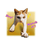 台湾ねこ 二ーハオ！（個別スタンプ：9）