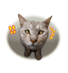 台湾ねこ 二ーハオ！（個別スタンプ：15）