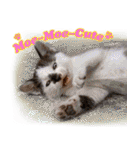 台湾ねこ 二ーハオ！（個別スタンプ：20）
