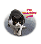 台湾ねこ 二ーハオ！（個別スタンプ：24）