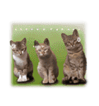 台湾ねこ 二ーハオ！（個別スタンプ：27）