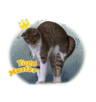 台湾ねこ 二ーハオ！（個別スタンプ：31）