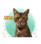 台湾ねこ 二ーハオ！（個別スタンプ：33）