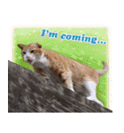 台湾ねこ 二ーハオ！（個別スタンプ：36）