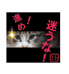 猫写真 猫の教えにゃん♪（個別スタンプ：2）