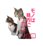 猫写真 猫の教えにゃん♪（個別スタンプ：19）