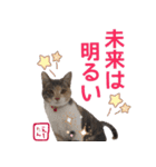 猫写真 猫の教えにゃん♪（個別スタンプ：25）