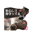 猫写真 猫の教えにゃん♪（個別スタンプ：28）