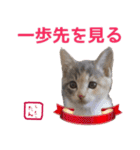 猫写真 猫の教えにゃん♪（個別スタンプ：35）