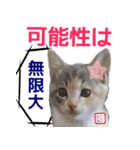 猫写真 猫の教えにゃん♪（個別スタンプ：38）