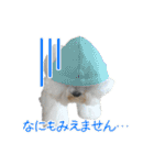 ビションになりたいトイプードルのしらす2（個別スタンプ：1）