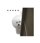 ビションになりたいトイプードルのしらす2（個別スタンプ：2）