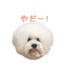 ビションになりたいトイプードルのしらす2（個別スタンプ：5）