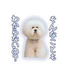 ビションになりたいトイプードルのしらす2（個別スタンプ：10）