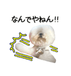 ビションになりたいトイプードルのしらす2（個別スタンプ：11）