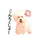 ビションになりたいトイプードルのしらす2（個別スタンプ：15）