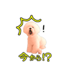 ビションになりたいトイプードルのしらす2（個別スタンプ：16）