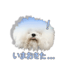 ビションになりたいトイプードルのしらす2（個別スタンプ：20）