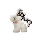 ビションになりたいトイプードルのしらす2（個別スタンプ：23）