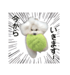 ビションになりたいトイプードルのしらす2（個別スタンプ：24）