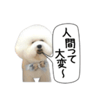 ビションになりたいトイプードルのしらす2（個別スタンプ：26）