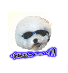 ビションになりたいトイプードルのしらす2（個別スタンプ：28）