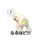 ビションになりたいトイプードルのしらす2（個別スタンプ：29）