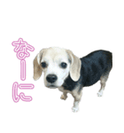 中田家のわんぱくdog（個別スタンプ：1）