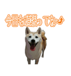 中田家のわんぱくdog（個別スタンプ：3）