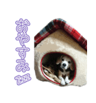 中田家のわんぱくdog（個別スタンプ：8）