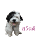 Shogun - my dog（個別スタンプ：2）