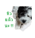 Shogun - my dog（個別スタンプ：3）