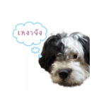 Shogun - my dog（個別スタンプ：4）